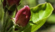 Apple Blossoms